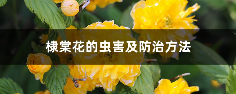 棣棠花的虫害及防治方法