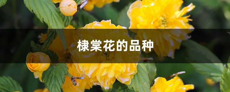 棣棠花的品种