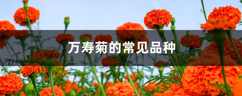 万寿菊的常见品种 花百科