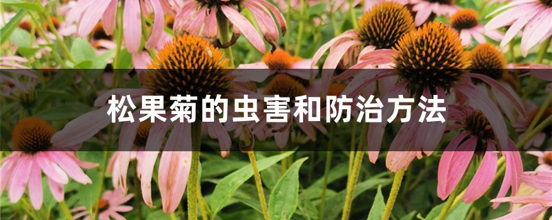 松果菊的虫害和防治方法