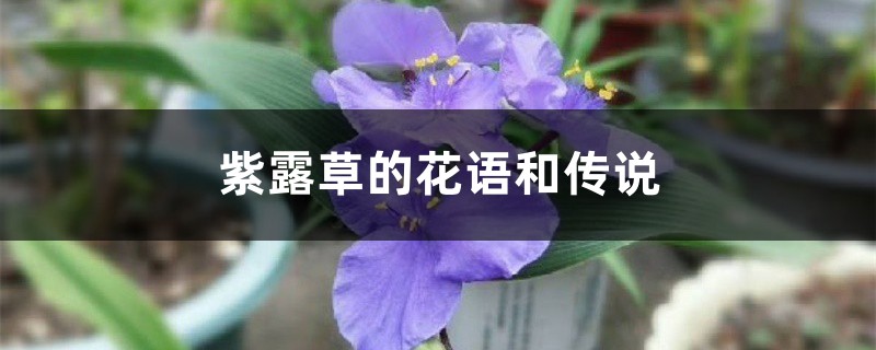 紫露草的花语和传说