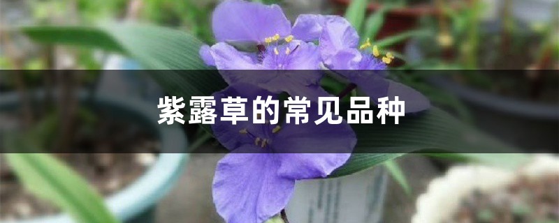 紫露草的常见品种