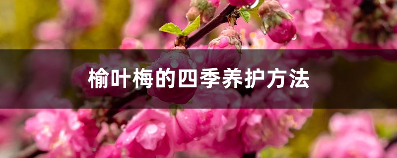 榆叶梅的四季养护方法
