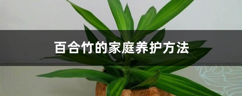 百合竹的家庭养护方法