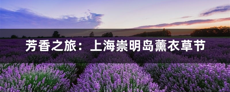芳香之旅：上海崇明岛薰衣草节