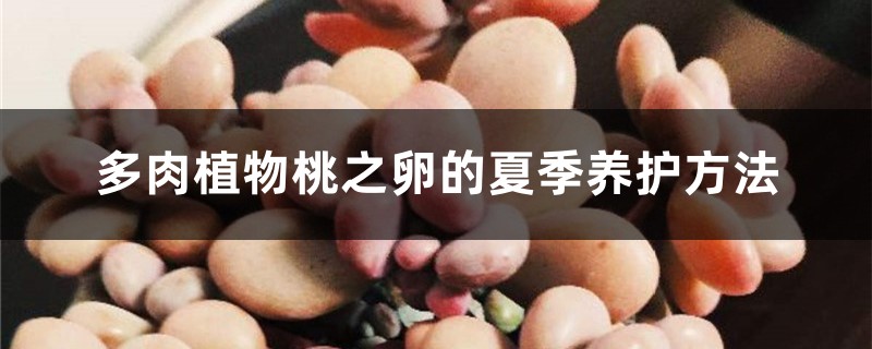 多肉植物桃之卵的夏季养护方法