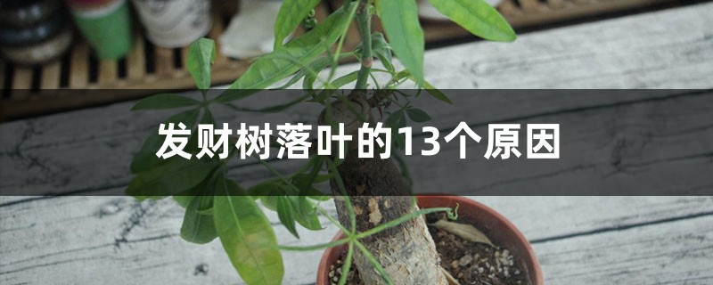 發(fā)財(cái)樹落葉的13個(gè)原因