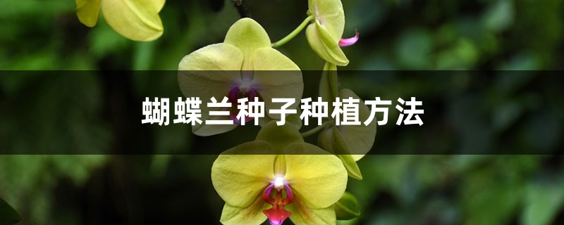 蝴蝶兰种子种植方法