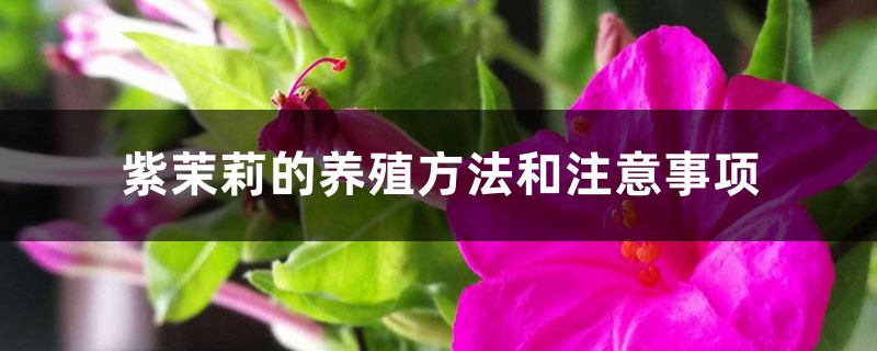 紫茉莉的养殖方法和注意事项