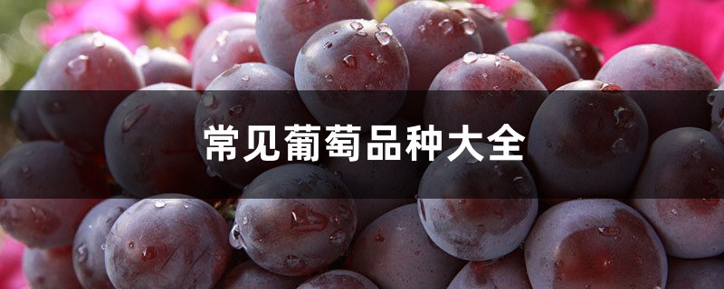 常见葡萄品种大全