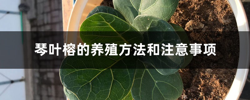 琴叶榕的养殖方法和注意事项