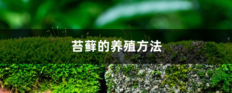 苔藓的养殖方法
