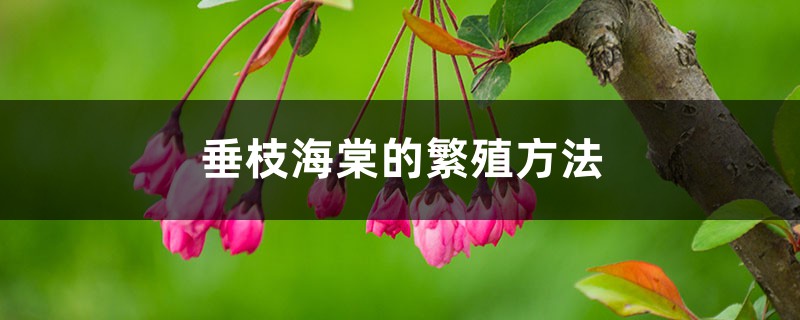 垂枝海棠的繁殖方法