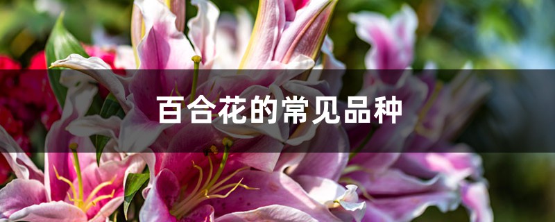 百合花的常见品种