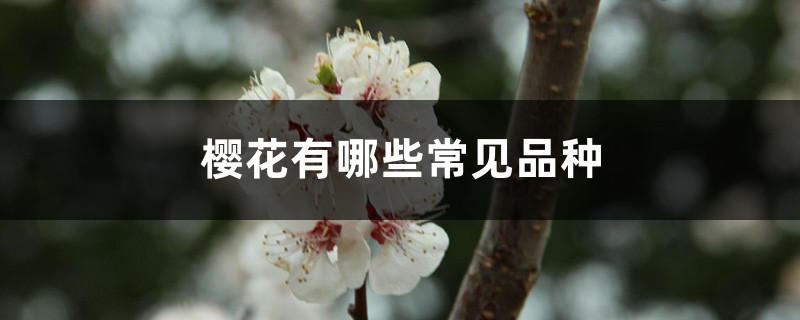 樱花有哪些常见品种