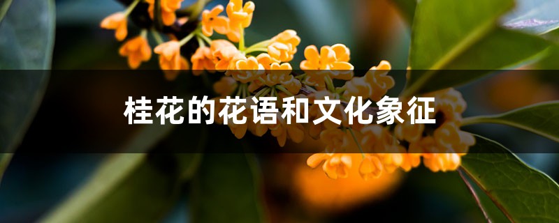 桂花的花语和文化象征