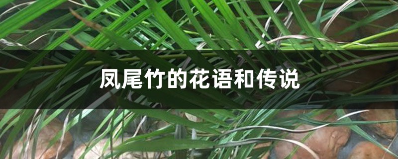 凤尾竹的花语和传说