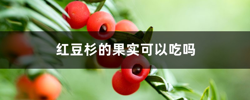 红豆杉的果实可以吃吗