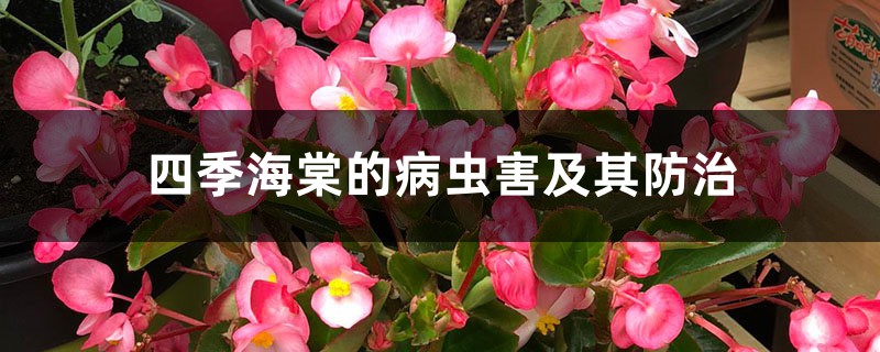 四季海棠的病虫害及其防治