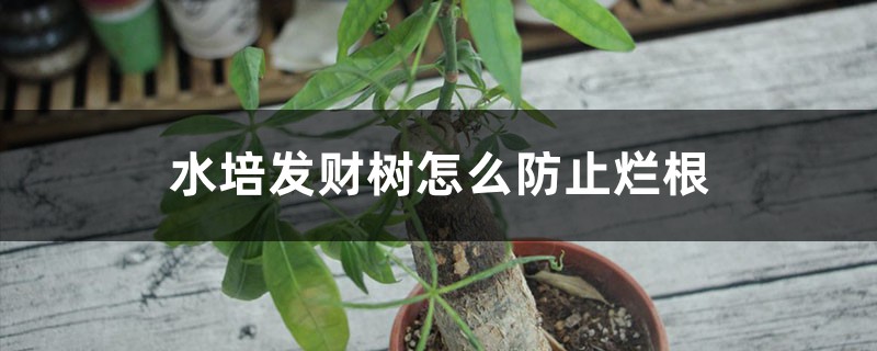 水培发财树怎么防止烂根