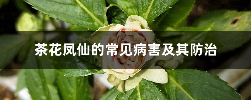 茶花凤仙的常见病害及其防治