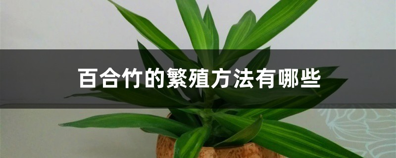 百合竹的繁殖方法有哪些