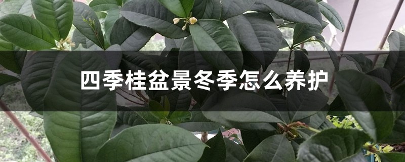 四季桂盆景冬季怎么养护