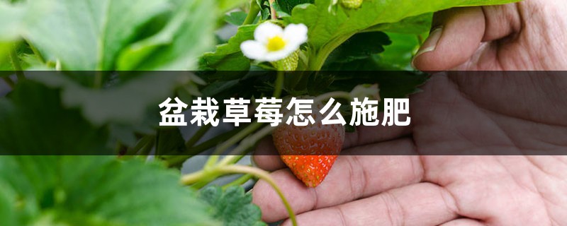 盆栽草莓怎么施肥