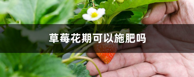 草莓花期可以施肥吗