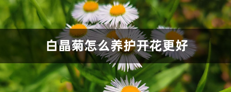 白晶菊怎么养护开花更好