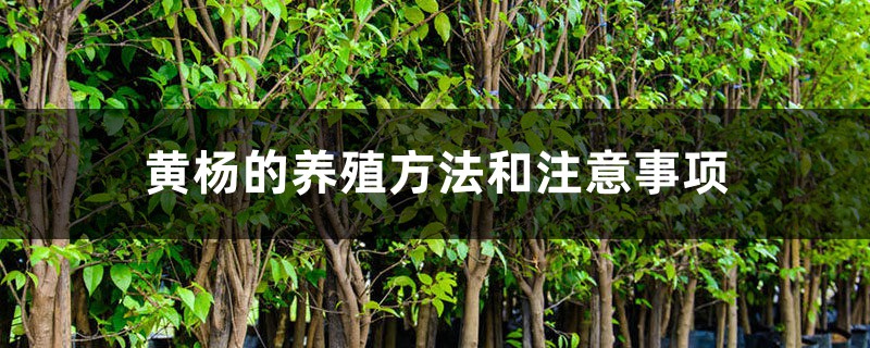 黄杨的养殖方法和注意事项