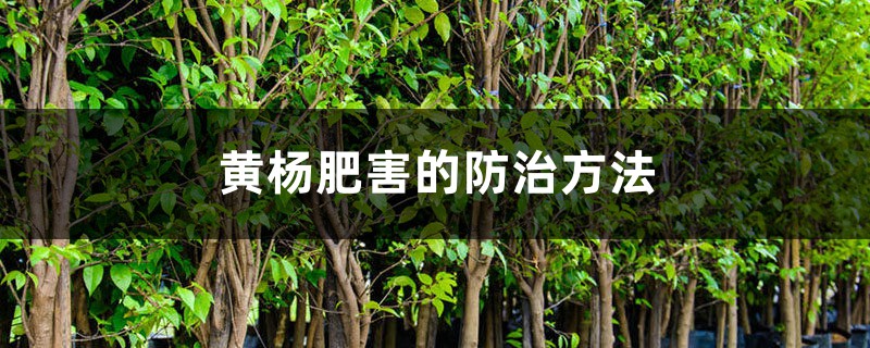 黄杨肥害的防治方法