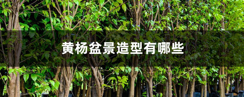 黄杨盆景造型有哪些