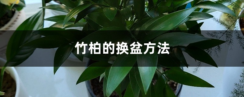 竹柏的換盆方法