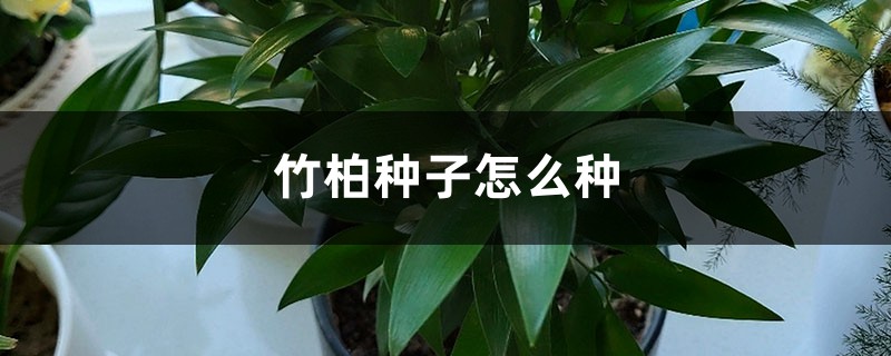 竹柏種子怎么種