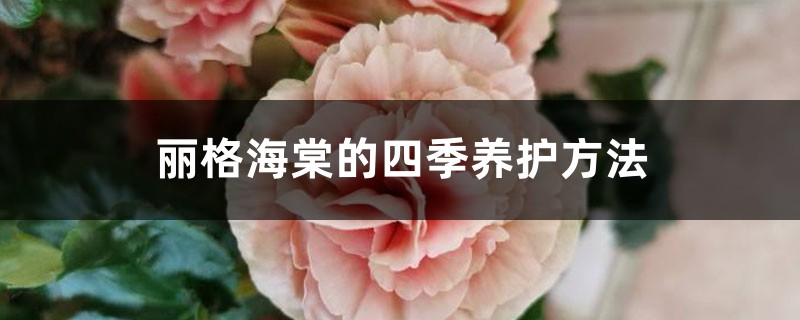 丽格海棠的四季养护方法