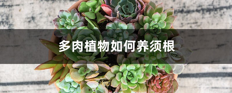 多肉植物如何養(yǎng)須根