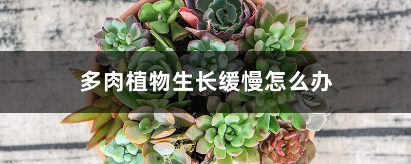 多肉植物生長緩慢怎么辦