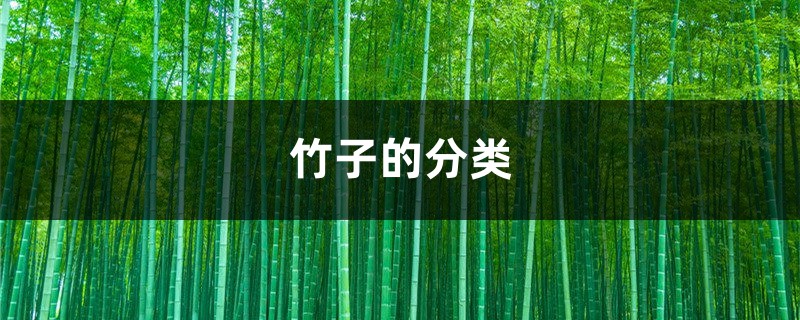 竹子的分类
