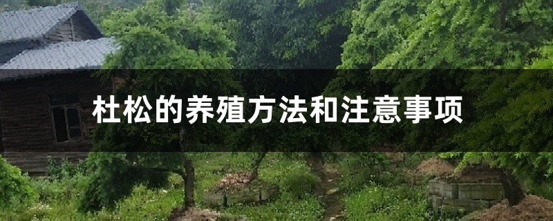 杜松的養(yǎng)殖方法和注意事項