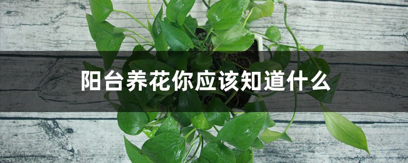 陽臺養(yǎng)花你應(yīng)該知道什么