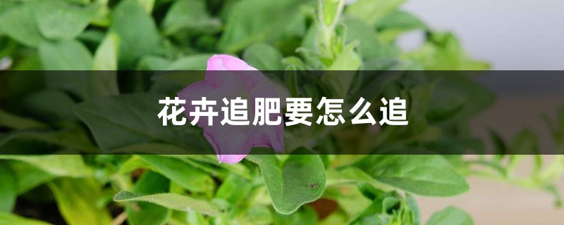 花卉追肥要怎么追