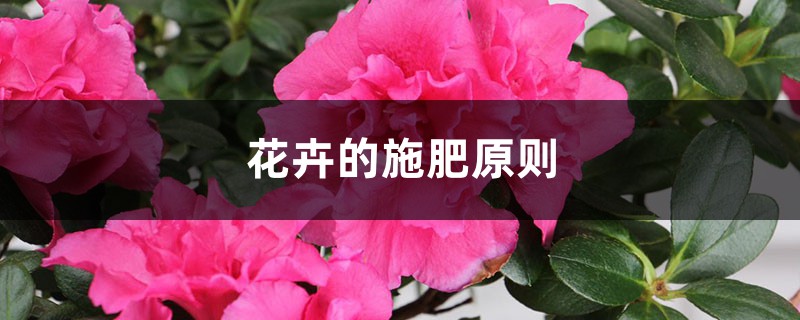 花卉的施肥原則