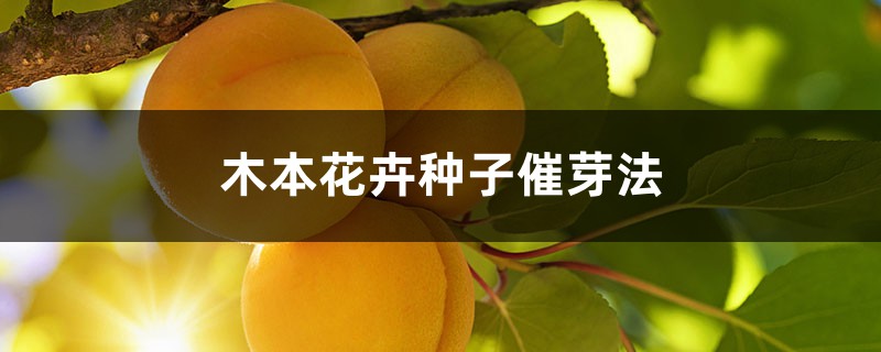 花卉种子哪里批发