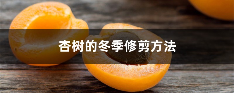 杏树的冬季修剪方法