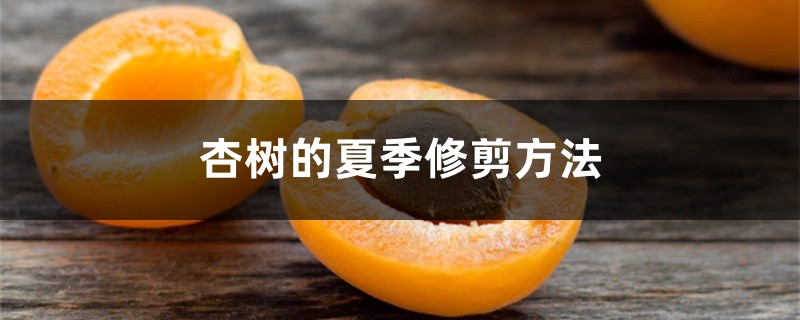 杏树的夏季修剪方法