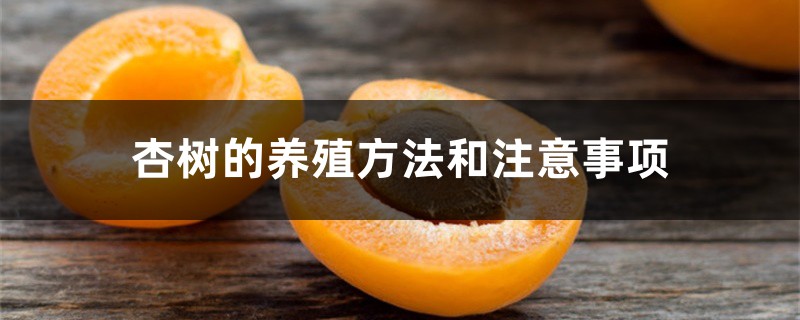 杏树的养殖方法和注意事项