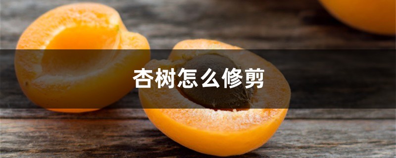 杏树怎么修剪