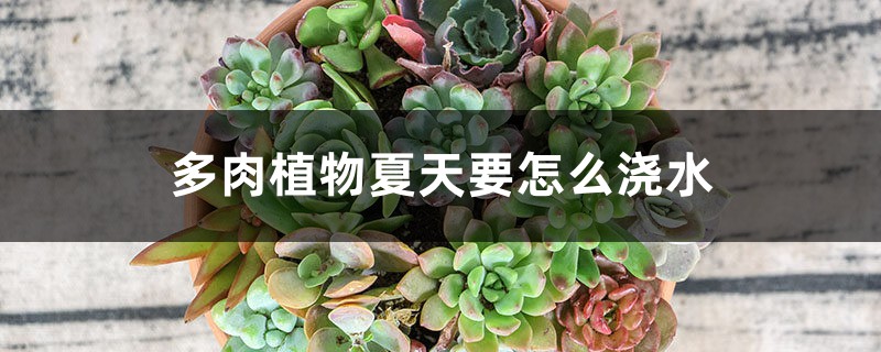 多肉植物夏天要怎么浇水 花百科