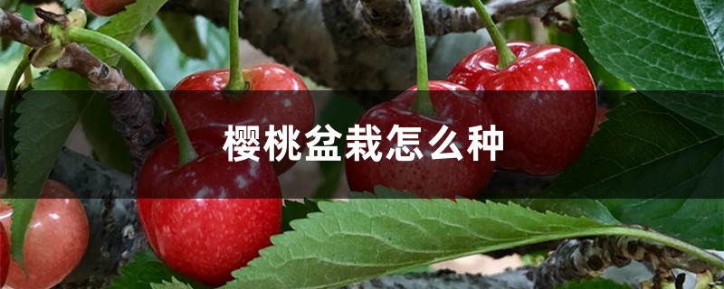 樱桃盆栽怎么种